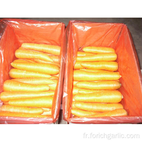 Grandes tailles 250-300g de carottes fraîches dans un carton